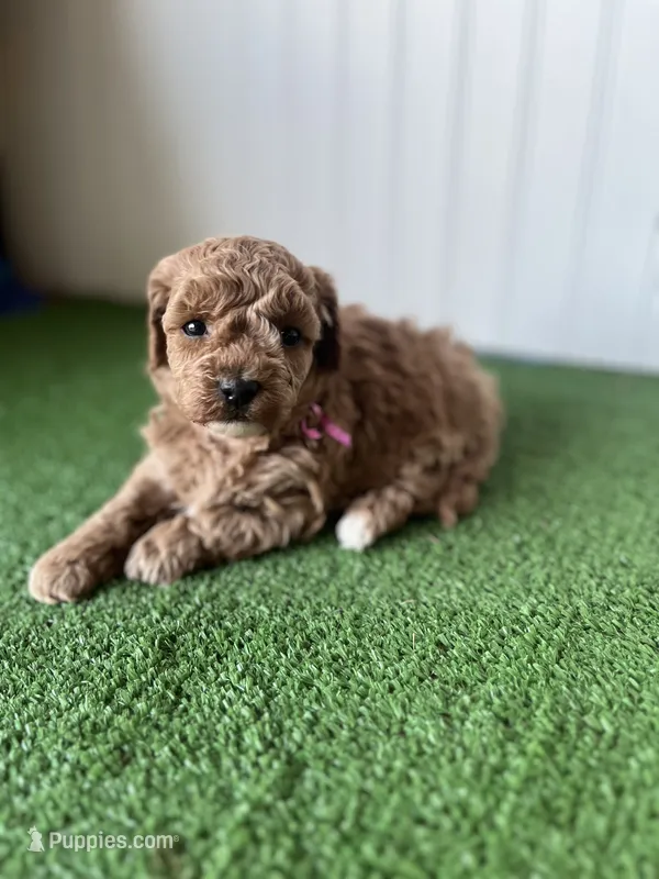 Miss Pink Collar  – Poodle - Miniature  puppy for sale in Fort Worth, TX