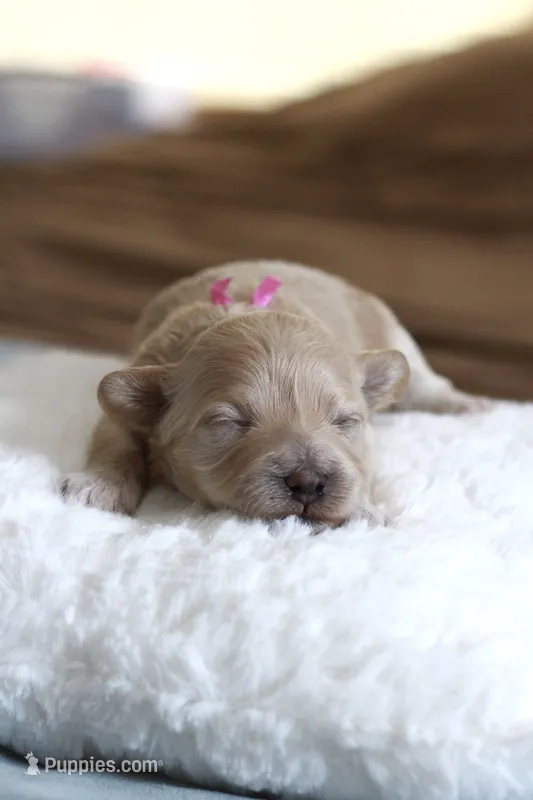 Miss pink  – Maltipoo puppy for sale in Fort Worth, TX