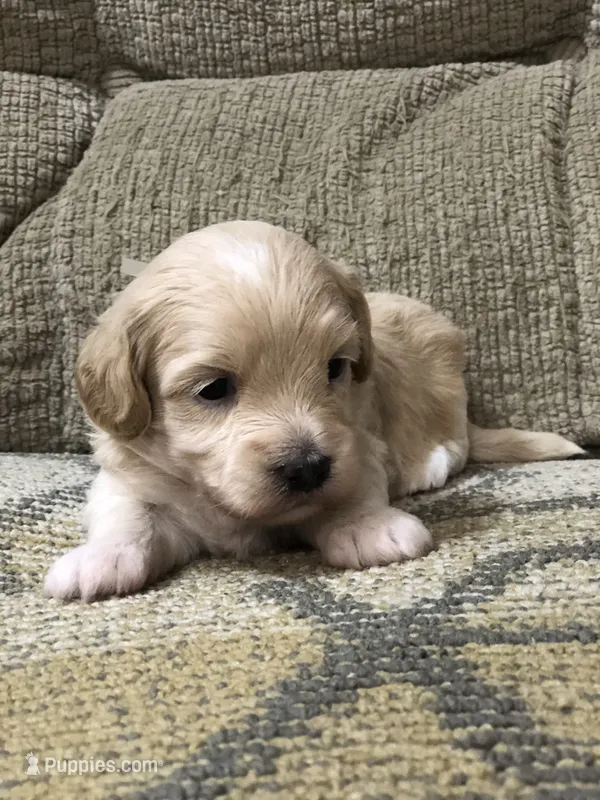 Mr. White Collar – Maltipoo puppy for sale in Fort Worth, TX