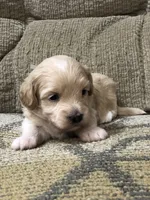 Mr. White Collar, a male Maltipoo for sale in Fort Worth, TX – 1 of 3