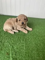 Miss yellow collar , a female Poodle - Miniature  for sale in Fort Worth, TX – 2 of 2