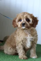Sage, a female Cavapoo for sale in Fort Worth, TX – 2 of 2