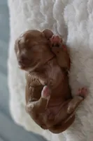 Miss Orange, a female Maltipoo for sale in Fort Worth, TX – 6 of 10