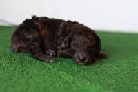 Hershey, a male Poodle - Miniature  for sale in Fort Worth, TX – 3 of 3