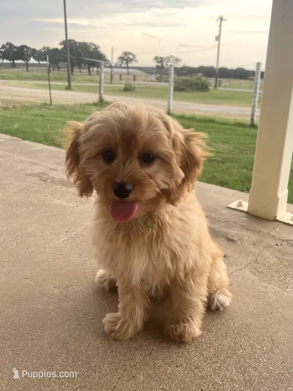 Basil – Cavapoo puppy for sale in Fort Worth, TX