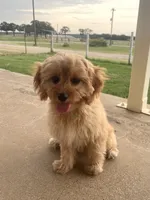Basil, a male Cavapoo for sale in Fort Worth, TX – 1 of 3