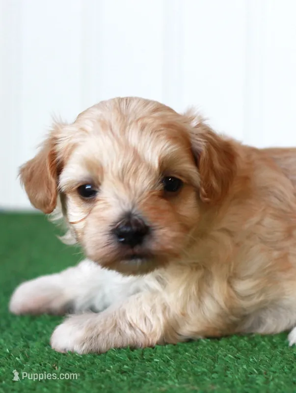 Mr. Dark Blue Collar – Maltipoo puppy for sale in Fort Worth, TX