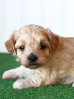 Mr. Dark Blue Collar, a male Maltipoo for sale in Fort Worth, TX – 1 of 2