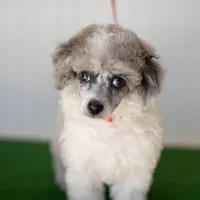 Shiloh, a male Poodle - Toy  for sale in Fort Worth, TX – Photo 10 of 10