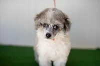 Shiloh, a male Poodle - Toy  for sale in Fort Worth, TX – Photo 10 of 10