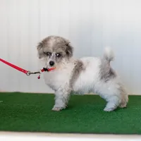 Shiloh, a male Poodle - Toy  for sale in Fort Worth, TX – Photo 6 of 10
