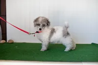 Shiloh, a male Poodle - Toy  for sale in Fort Worth, TX – Photo 6 of 10