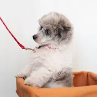 Shiloh, a male Poodle - Toy  for sale in Fort Worth, TX – Photo 7 of 10