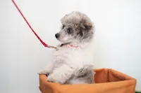 Shiloh, a male Poodle - Toy  for sale in Fort Worth, TX – Photo 7 of 10