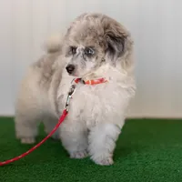 Shiloh, a male Poodle - Toy  for sale in Fort Worth, TX – Photo 8 of 10