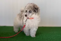 Shiloh, a male Poodle - Toy  for sale in Fort Worth, TX – Photo 8 of 10