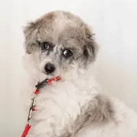 Shiloh, a male Poodle - Toy  for sale in Fort Worth, TX – Photo 3 of 10