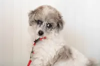 Shiloh, a male Poodle - Toy  for sale in Fort Worth, TX – Photo 3 of 10