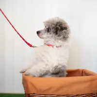 Shiloh, a male Poodle - Toy  for sale in Fort Worth, TX – Photo 9 of 10