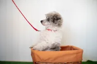 Shiloh, a male Poodle - Toy  for sale in Fort Worth, TX – Photo 9 of 10