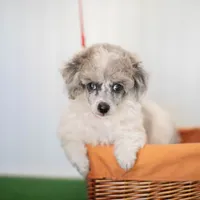 Shiloh, a male Poodle - Toy  for sale in Fort Worth, TX – Photo 1 of 10