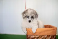 Shiloh, a male Poodle - Toy  for sale in Fort Worth, TX – Photo 1 of 10