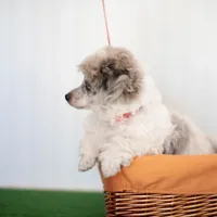 Shiloh, a male Poodle - Toy  for sale in Fort Worth, TX – Photo 4 of 10