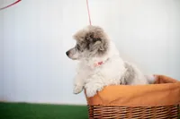 Shiloh, a male Poodle - Toy  for sale in Fort Worth, TX – Photo 4 of 10