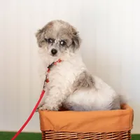 Shiloh, a male Poodle - Toy  for sale in Fort Worth, TX – Photo 5 of 10