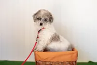 Shiloh, a male Poodle - Toy  for sale in Fort Worth, TX – Photo 5 of 10