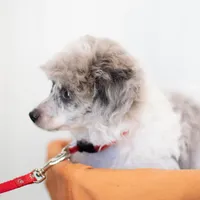 Shiloh, a male Poodle - Toy  for sale in Fort Worth, TX – Photo 2 of 10