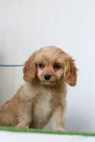 Dill, a male Cavapoo for sale in Fort Worth, TX – 2 of 2