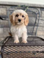 Dill, a male Cavapoo for sale in Fort Worth, TX – 2 of 4