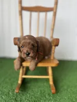 Miss Red Collar, a female Cavapoo for sale in Fort Worth, TX – 3 of 3