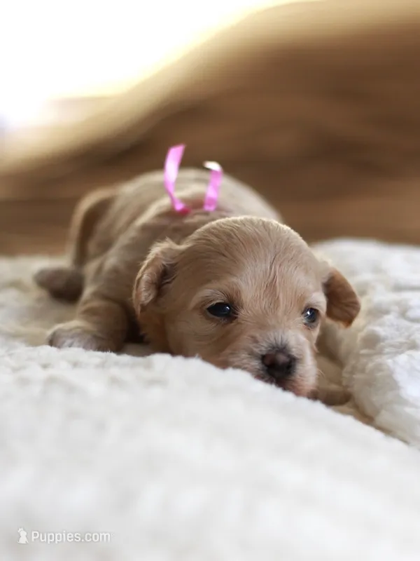 Miss pink  – Maltipoo puppy for sale in Fort Worth, TX