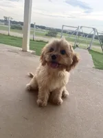 Basil, a male Cavapoo for sale in Fort Worth, TX – 2 of 3