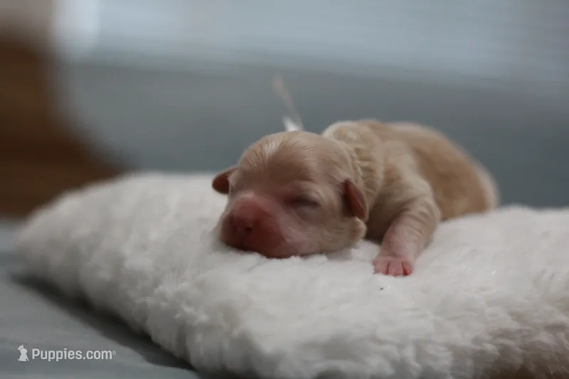 Mr. White Collar – Maltipoo puppy for sale in Fort Worth, TX