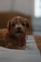 Miss Orange, a female Maltipoo for sale in Fort Worth, TX – 3 of 10