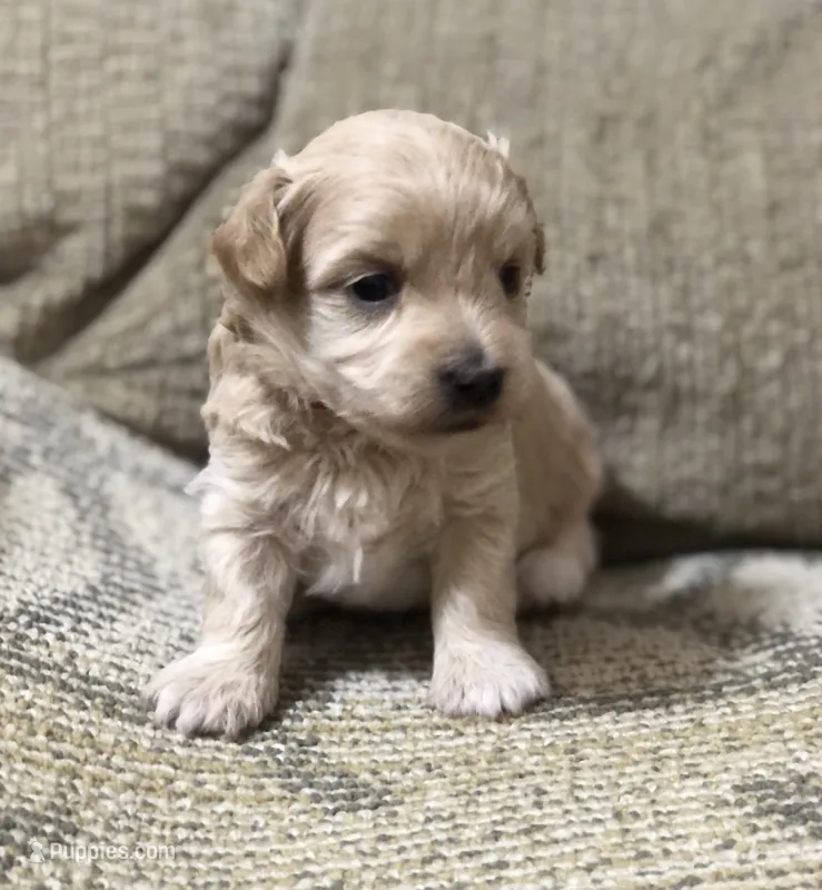 Mr. Red Collar – Maltipoo puppy for sale in Fort Worth, TX