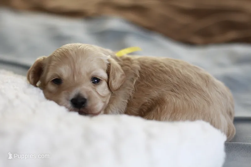 Miss Yellow – Maltipoo puppy for sale in Fort Worth, TX