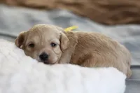 Miss Yellow, a female Maltipoo for sale in Fort Worth, TX – 1 of 3