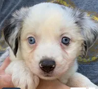 Oreo, a female Miniature Australian Shepherd for sale in Ringgold, LA – 6 of 6