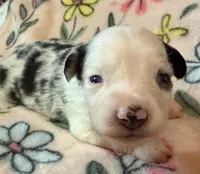 Peanut, a male Miniature Australian Shepherd for sale in Ringgold, LA – 5 of 6