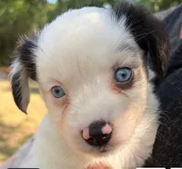Peanut, a male Miniature Australian Shepherd for sale in Ringgold, LA – 2 of 6