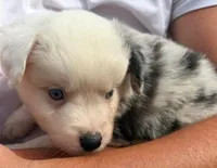 Shortbread, a male Miniature Australian Shepherd for sale in Ringgold, LA – 4 of 6