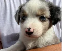 Snickerdoodle, a female Miniature Australian Shepherd for sale in Ringgold, LA – 5 of 7