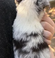Peanut, a male Miniature Australian Shepherd for sale in Ringgold, LA – 4 of 6
