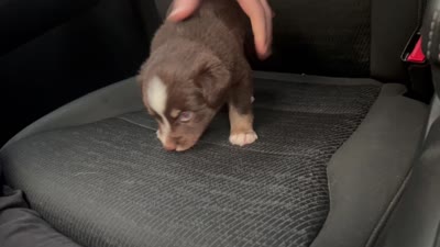 Spruce, a male Miniature Australian Shepherd for sale in Shreveport, LA – 3 of 5