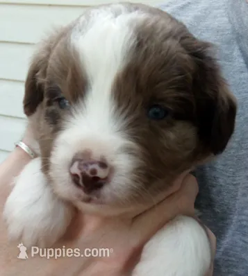 Ash – Miniature Australian Shepherd puppy for sale in Shreveport, LA