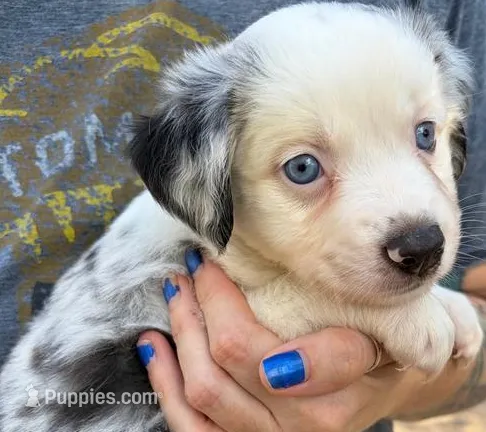 Oreo – Miniature Australian Shepherd puppy for sale in Ringgold, LA